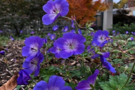 Purple flowers in a garden at the Science Center 